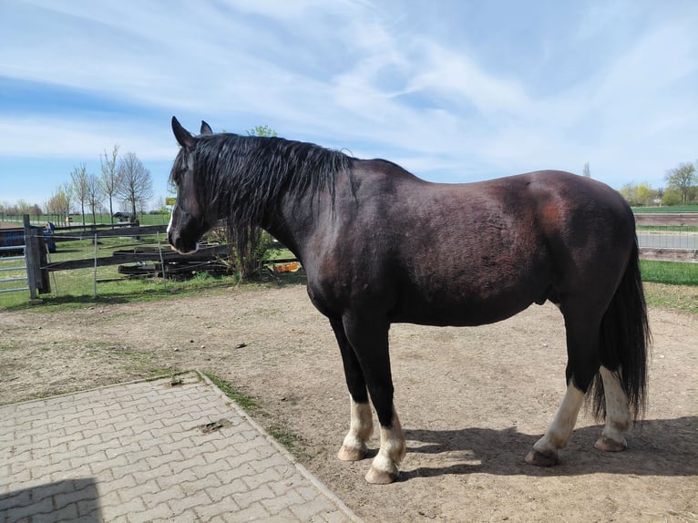 Warmblood pesado Mestizo Semental 11 años 188 cm Negro in Markranstädt