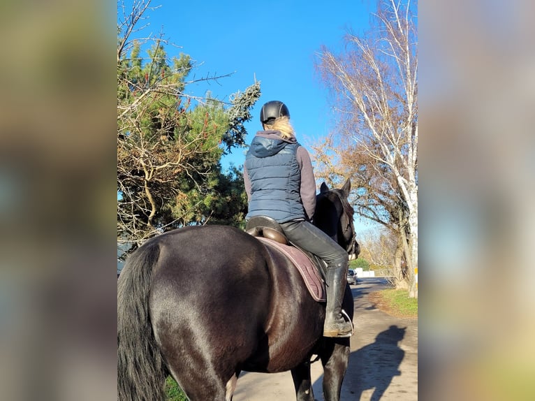 Warmblood pesado Mestizo Semental 11 años 188 cm Negro in Markranstädt