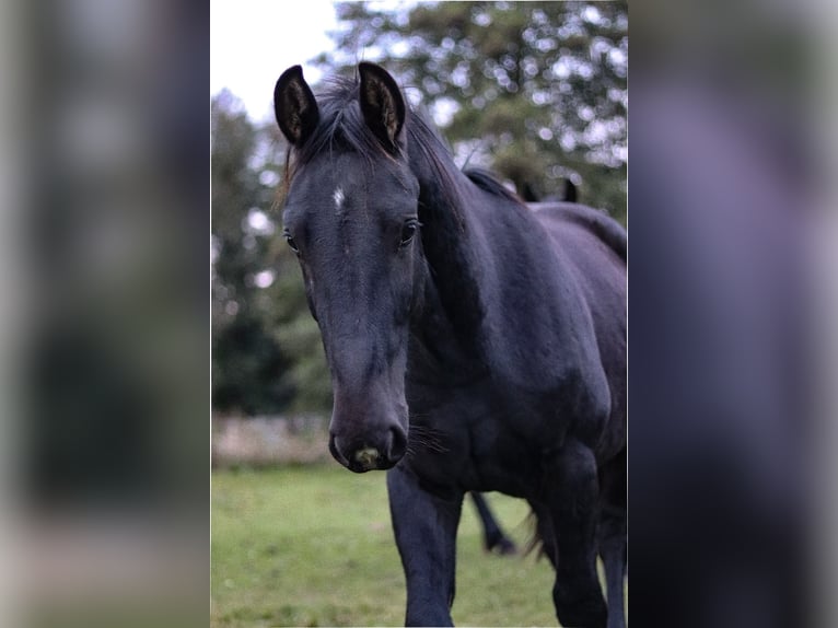 Warmblood pesado Semental 1 año 152 cm Castaño oscuro in Dahmetal Warmblood pesado Semental 1 año 152 cm Castaño oscuro in Dahmetal