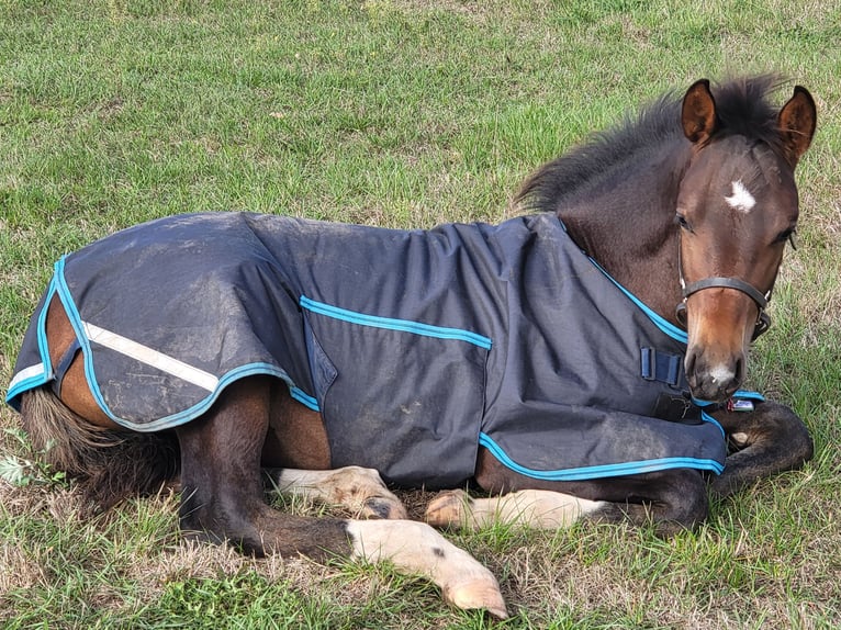 Warmblood pesado Semental 1 año 160 cm Castaño in Groß Kreutz