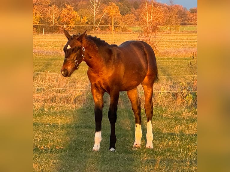 Warmblood pesado Semental 1 año 160 cm Castaño in Groß Kreutz