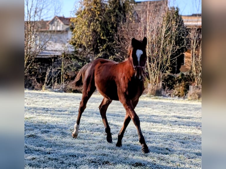 Warmblood pesado Semental 1 año 165 cm Castaño in Bad Sulza