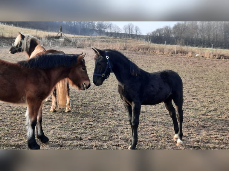 Warmblood pesado Semental 1 año 165 cm Negro in Ruhla