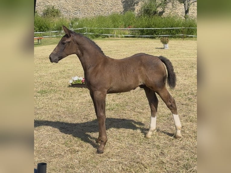 Warmblood pesado Semental 1 año 170 cm  in Wilsdruff