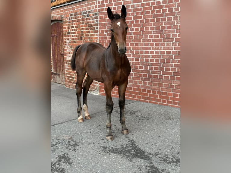 Warmblood pesado Semental 1 año Castaño in Steinpleis