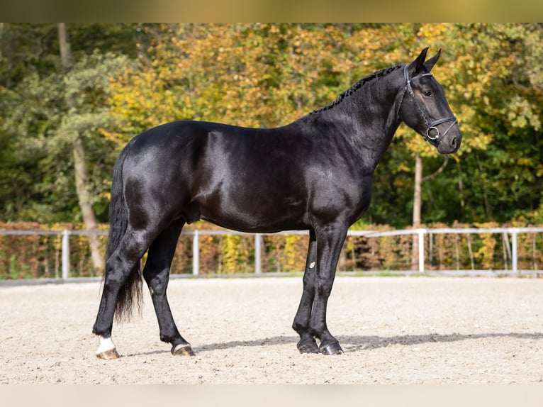 Warmblood pesado Semental 2 años Negro in Moritzburg