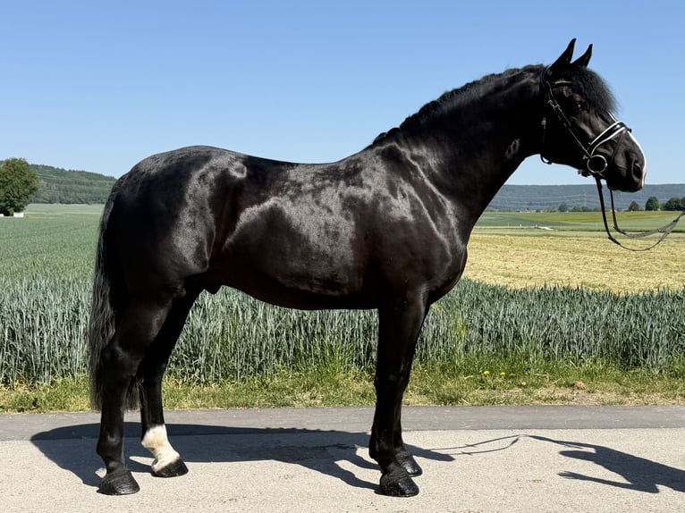Warmblood pesado Semental 4 años 167 cm Negro in Riedlingen