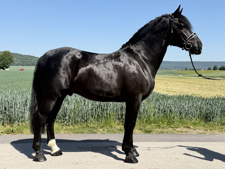 Warmblood pesado Semental 4 años 167 cm Negro in Riedlingen