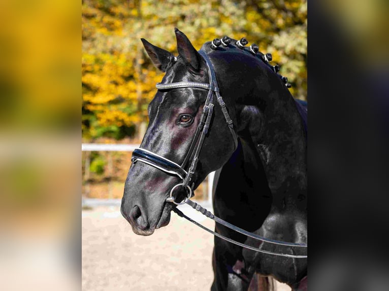 Warmblood pesado Semental 4 años Negro in Moritzburg