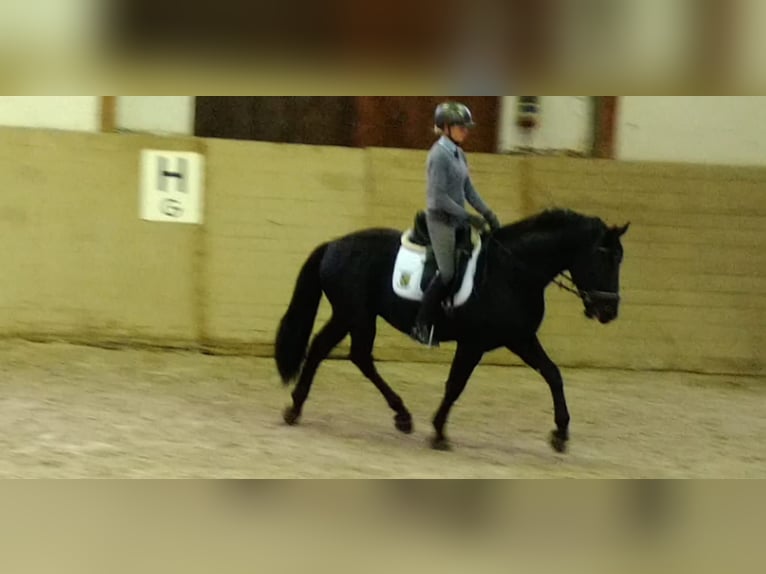 Warmblood pesado Semental 6 años 164 cm Negro in Kamenz