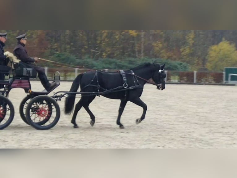 Warmblood pesado Semental 6 años 164 cm Negro in Kamenz