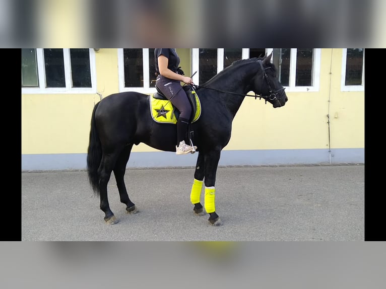 Warmblood pesado Semental 6 años 164 cm Negro in Kamenz