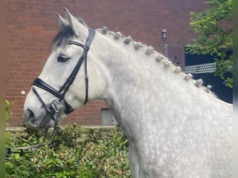 Warmblood pesado Semental 7 años 163 cm Tordo in Hopsten