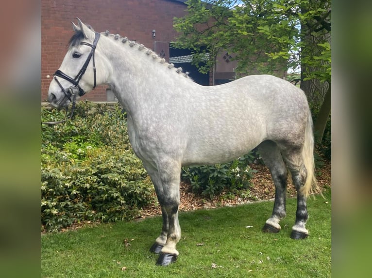 Warmblood pesado Semental 7 años 163 cm Tordo in Hopsten