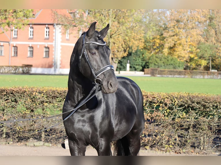 Warmblood pesado Semental 8 años 166 cm Negro in Celle