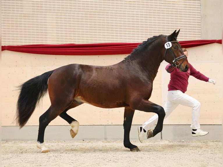 Warmblood pesado Semental Castaño in Lengenfeld