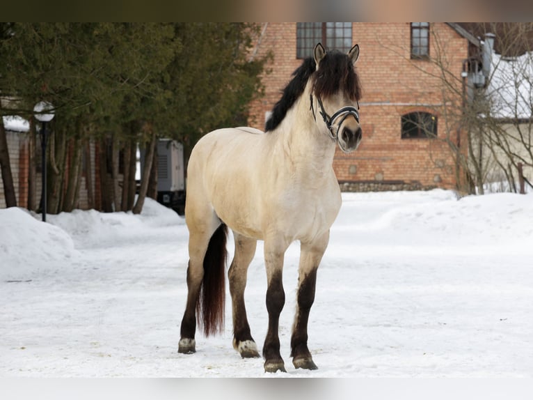Warmblood pesado Semental Champán in Minsk