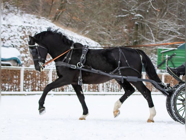 Warmblood pesado Semental Negro in Eppendorf