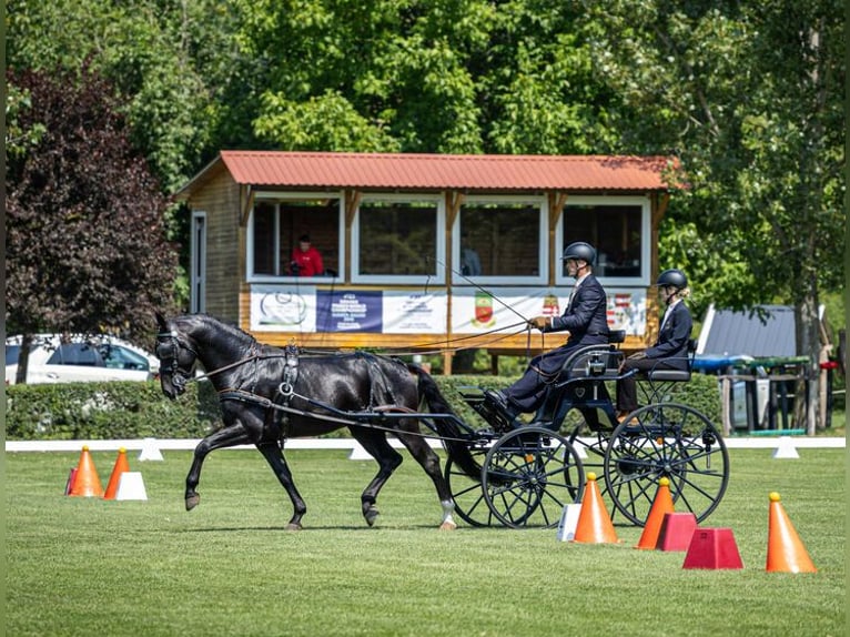 Warmblood pesado Semental Negro in Marlishausen