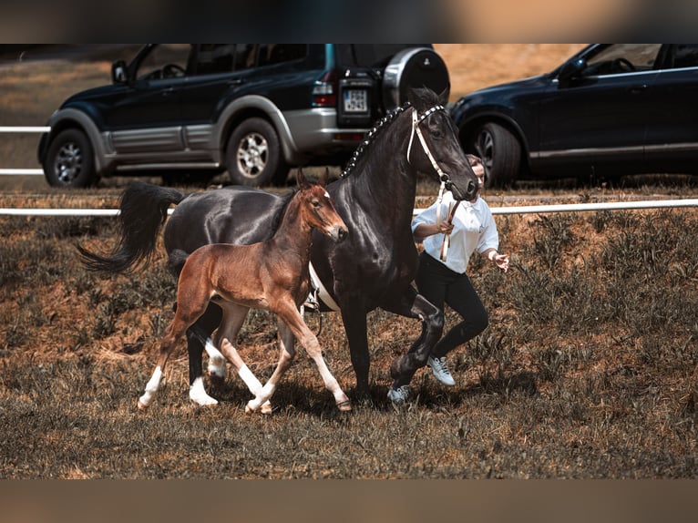 Warmblood pesado Semental Potro (05/2026) 163 cm Castaño in Chemnitz