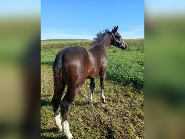 Warmblood pesado Semental Potro (05/2026) 163 cm Castaño in Chemnitz