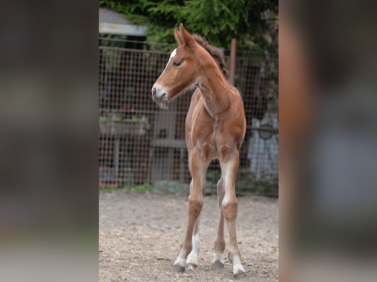 Warmblood pesado Semental Potro (03/2025) 165 cm Castaño in Bad Sulza