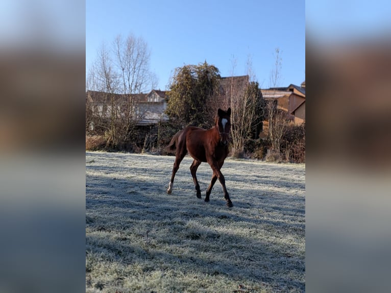 Warmblood pesado Semental Potro (03/2025) 165 cm Castaño in Bad Sulza