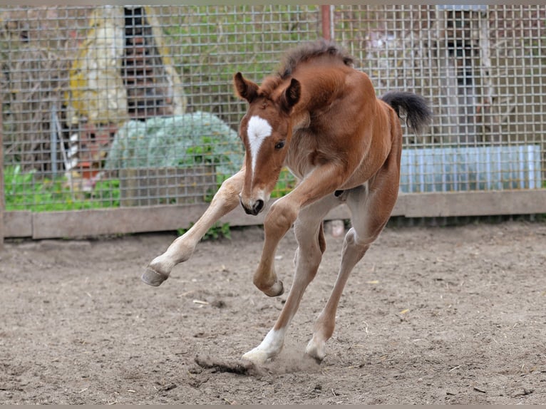 Warmblood pesado Semental Potro (03/2025) 165 cm Castaño in Bad Sulza