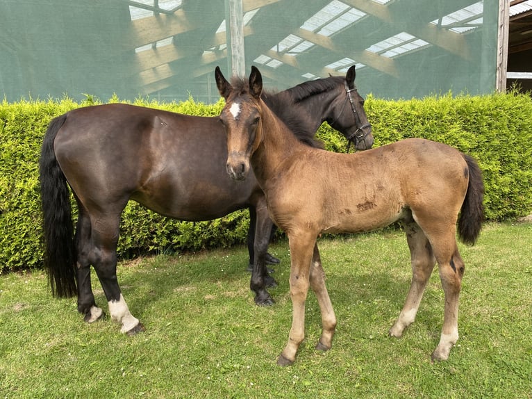 Warmblood pesado Semental Potro (04/2024) 165 cm Negro in Ascheberg