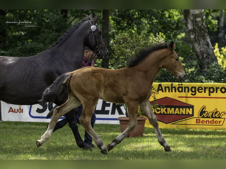 Warmblood pesado Semental Potro (03/2025) 170 cm Castaño in Kirchberg