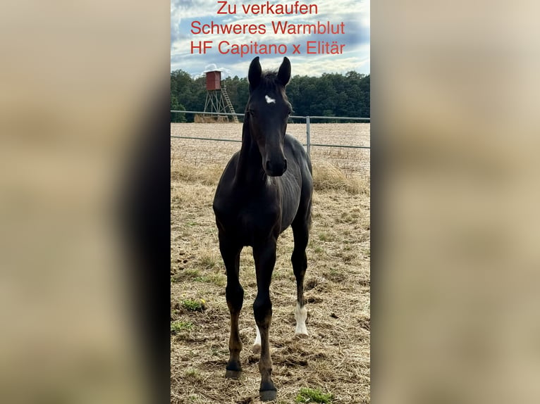 Warmblood pesado Semental Potro (04/2026) Negro in Fulda