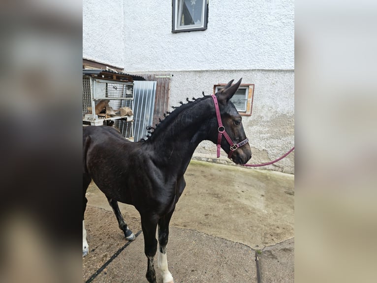 Warmblood pesado Semental Potro (03/2026) Negro in Wutha-Farnroda