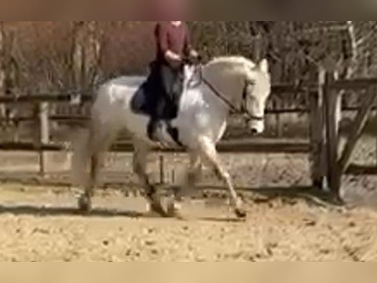 Warmblood pesado Mestizo Yegua 10 años 152 cm Tordo in Mönchengladbach