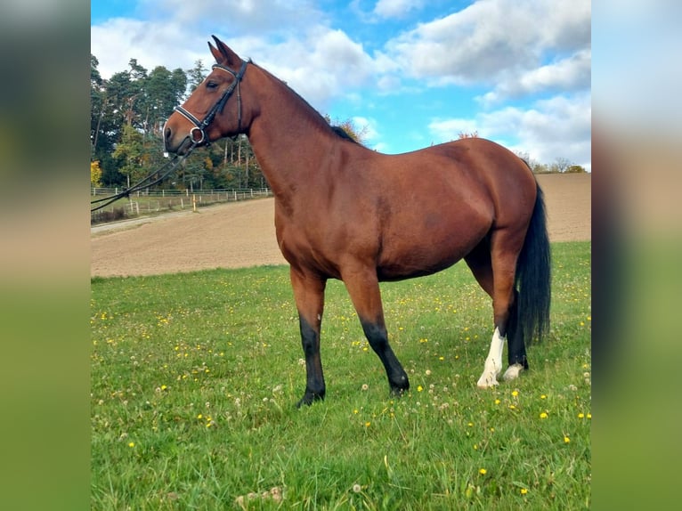 Warmblood pesado Yegua 10 años 164 cm Castaño in Schorndorf