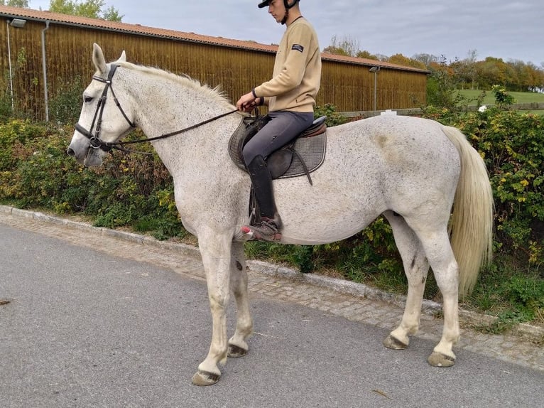 Warmblood pesado Yegua 10 años 167 cm  in Kamenz
