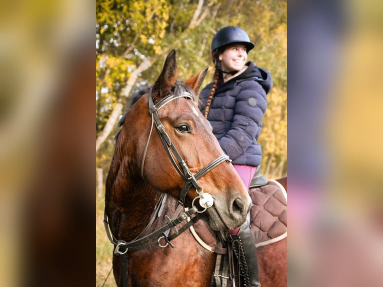 Warmblood pesado Yegua 10 años 167 cm Castaño in Elsterwerda