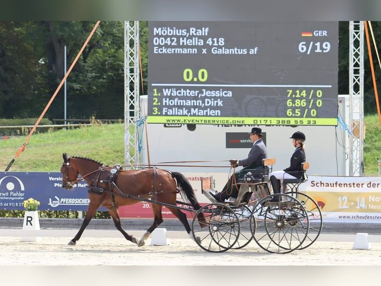 Warmblood pesado Yegua 10 años 167 cm Castaño in Elsterwerda