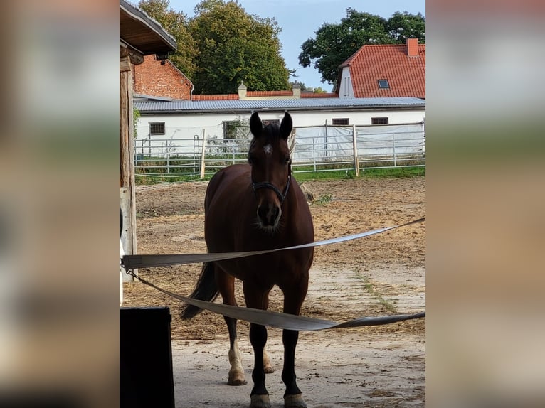 Warmblood pesado Yegua 11 años 168 cm Castaño in Plötzky