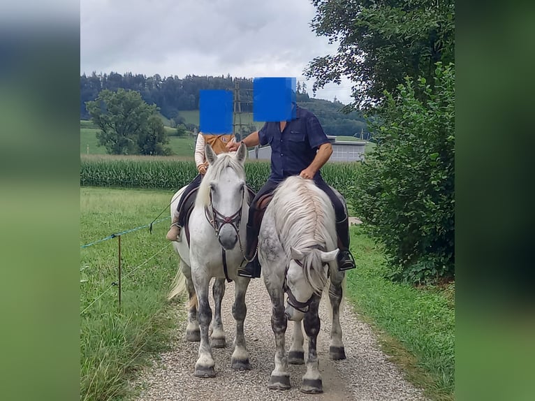 Warmblood pesado Yegua 11 años Tordo in Willisau