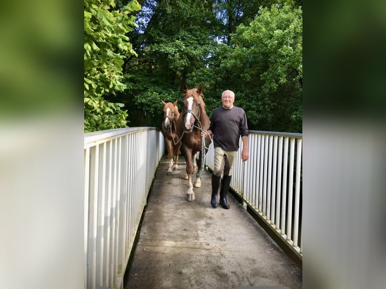 Warmblood pesado Yegua 12 años 167 cm Alazán-tostado in Fallingbostel