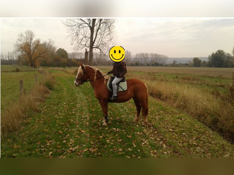 Warmblood pesado Yegua 13 años 165 cm Alazán in Ingelheim am Rhein