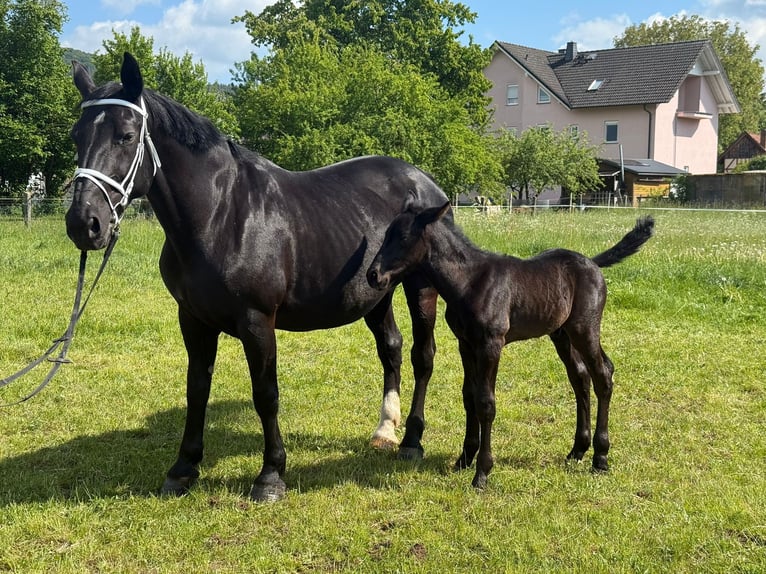 Warmblood pesado Yegua 15 años 165 cm Negro in Geisa