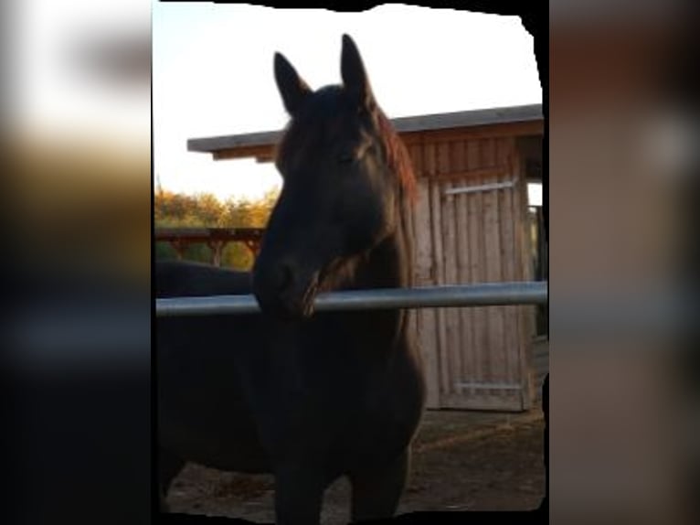 Warmblood pesado Yegua 15 años 167 cm Castaño oscuro in Zeitz-OT