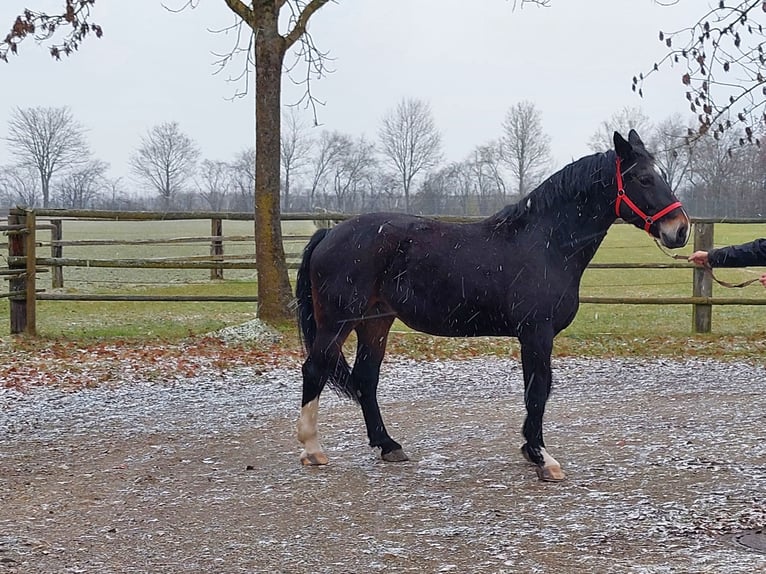 Warmblood pesado Yegua 15 años 174 cm Morcillo in Erding