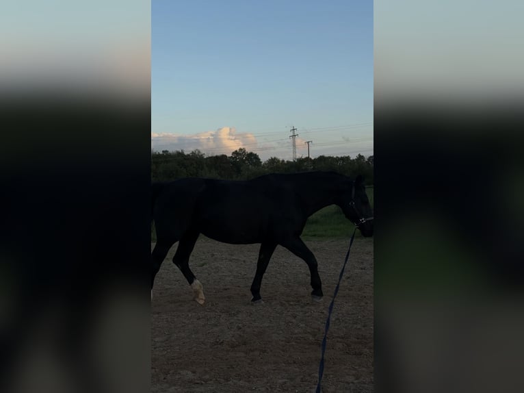 Warmblood pesado Yegua 16 años 160 cm Morcillo in Wettenberg
