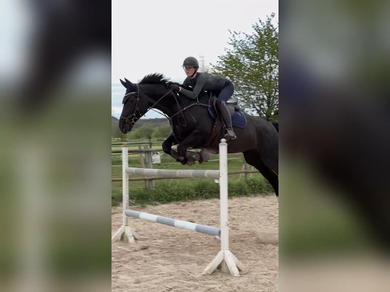 Warmblood pesado Yegua 16 años 160 cm Morcillo in Wettenberg