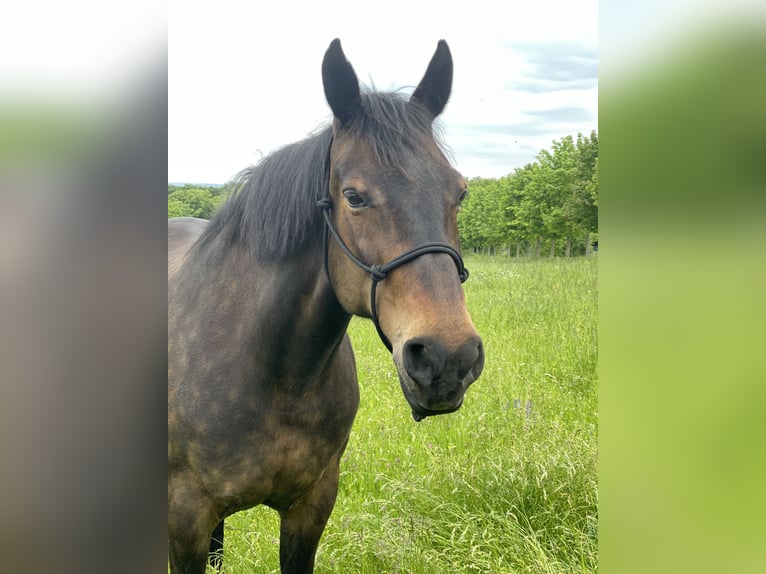Warmblood pesado Yegua 16 años 165 cm Castaño oscuro in Sangerhausen
