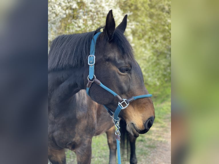 Warmblood pesado Yegua 16 años 165 cm Castaño oscuro in Sangerhausen