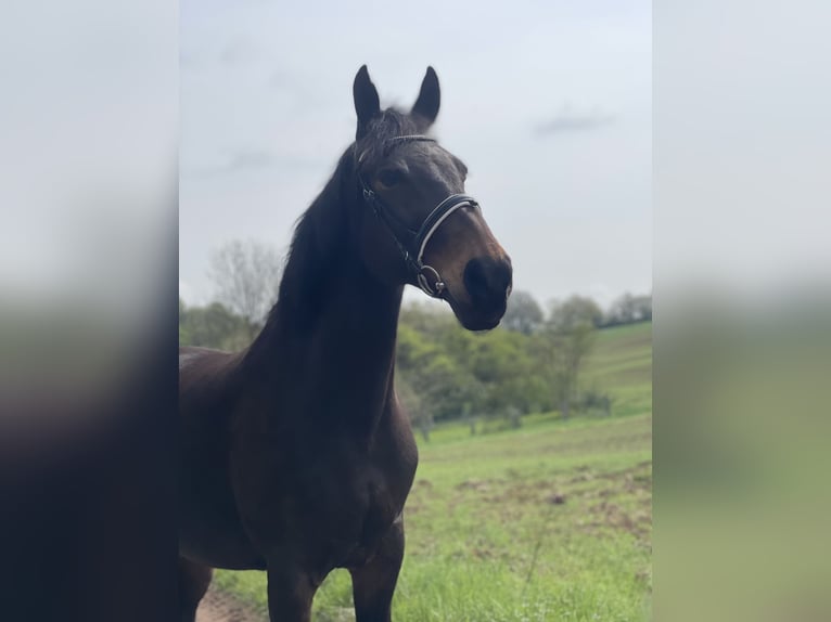 Warmblood pesado Yegua 16 años 165 cm Castaño oscuro in Sangerhausen