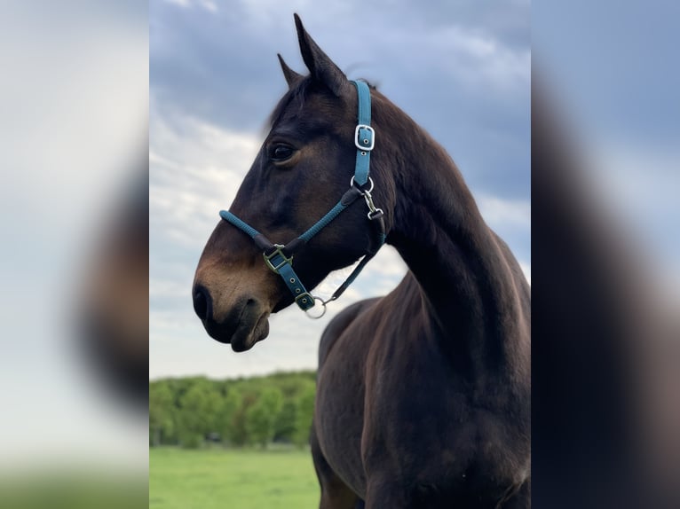 Warmblood pesado Yegua 16 años 165 cm Castaño oscuro in Sangerhausen